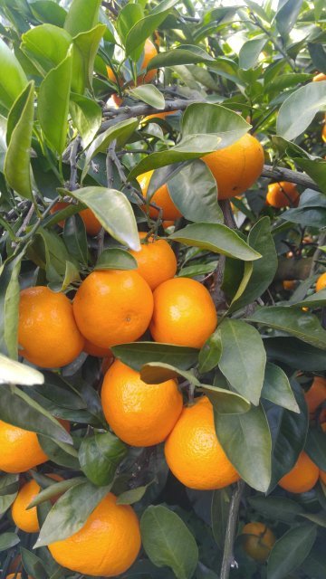 제주 마낭하우스