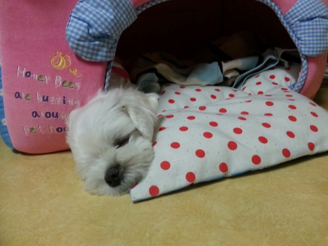 참치회를 좋아하는 수달