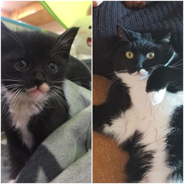 타마고산도라에몽