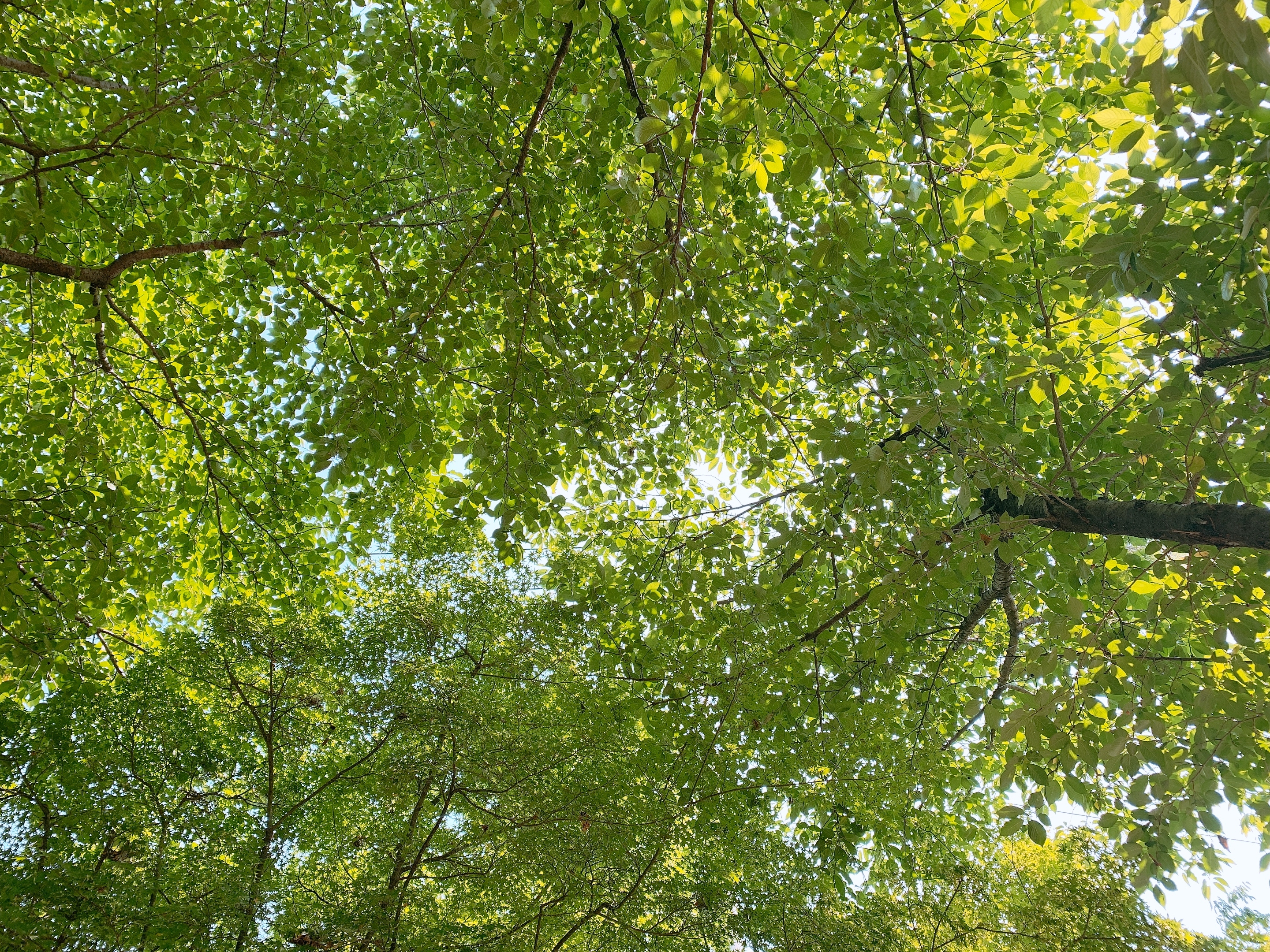 블루피치 Bluepeachy