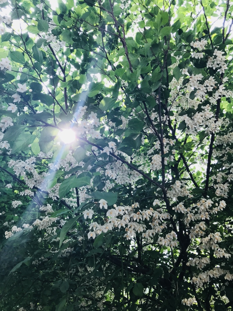 산들이