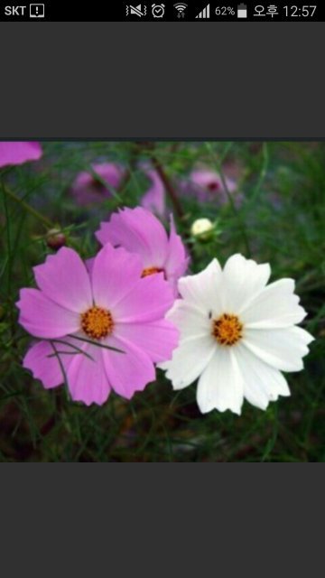 행복충전소 코스모스