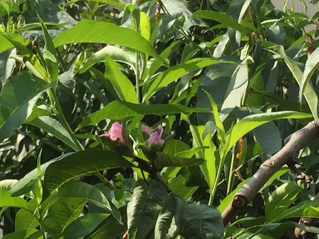 흐르는강물처럼