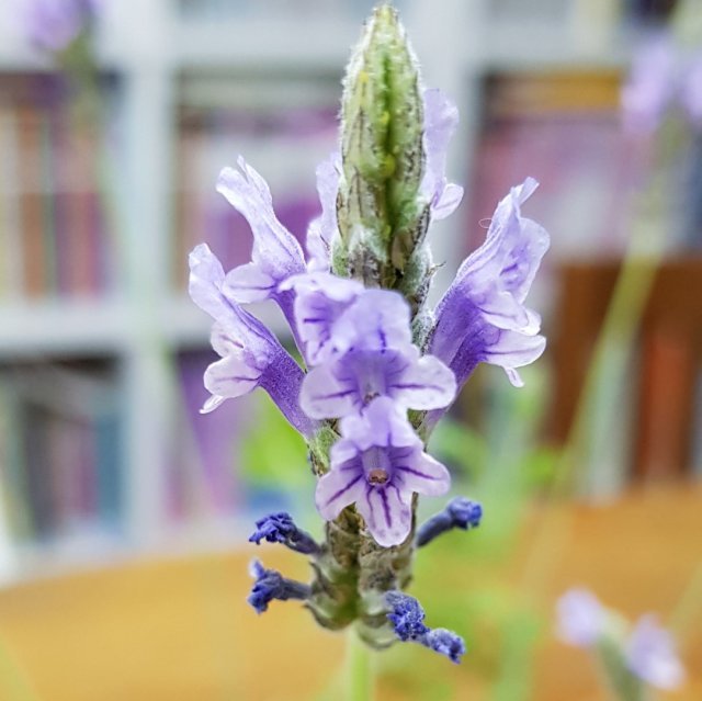 재서결맘 현분희