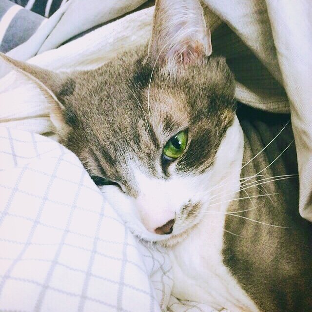 최혜원