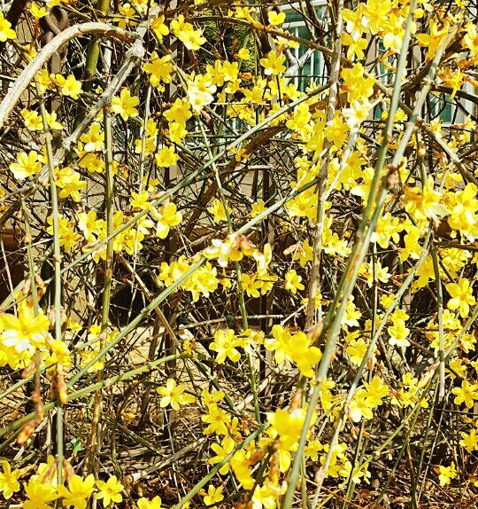 점경숙원더우먼