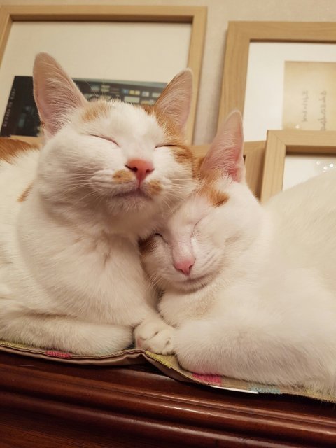 은똘똘의 괜찮은 산책