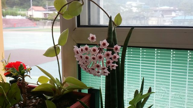 장경미