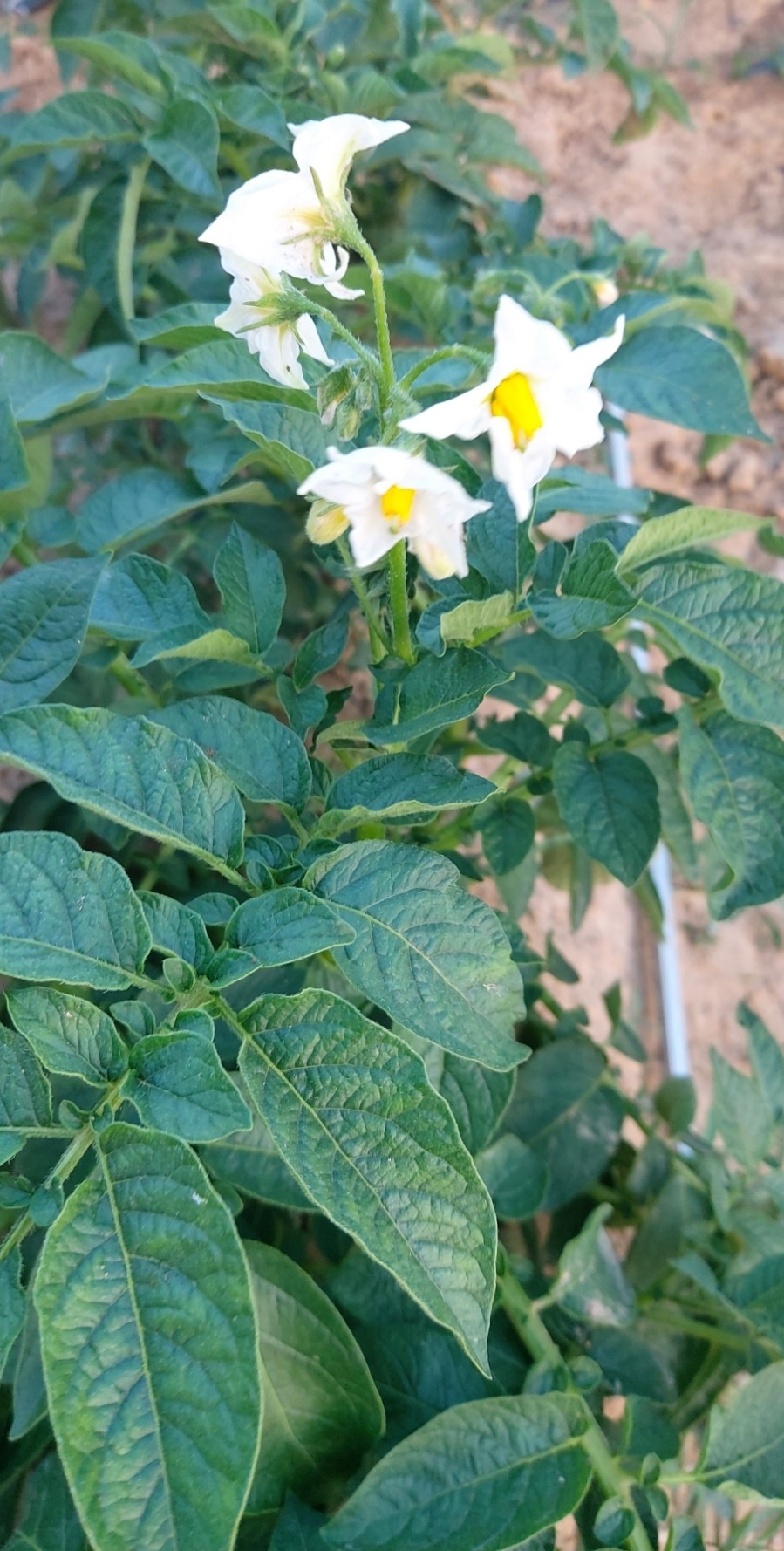 08화 감자꽃이 피었어요^^