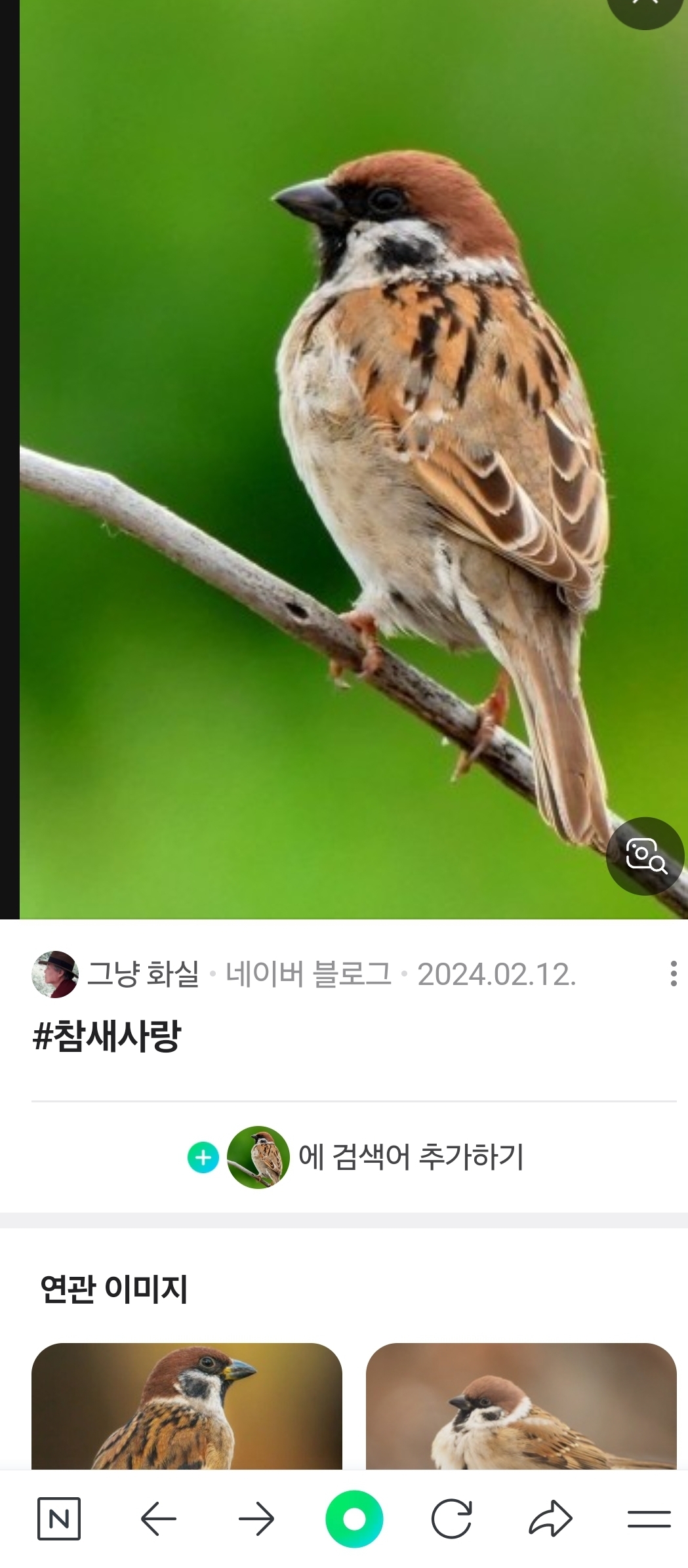 참새도 사랑을 하나요?