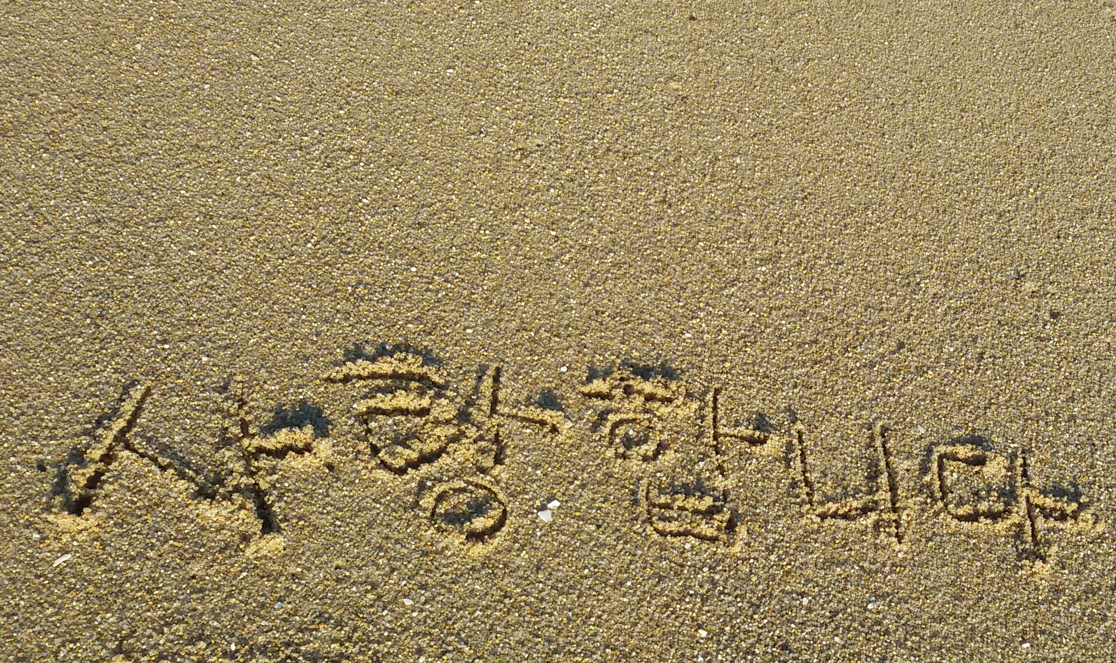 라일락과 코스모스