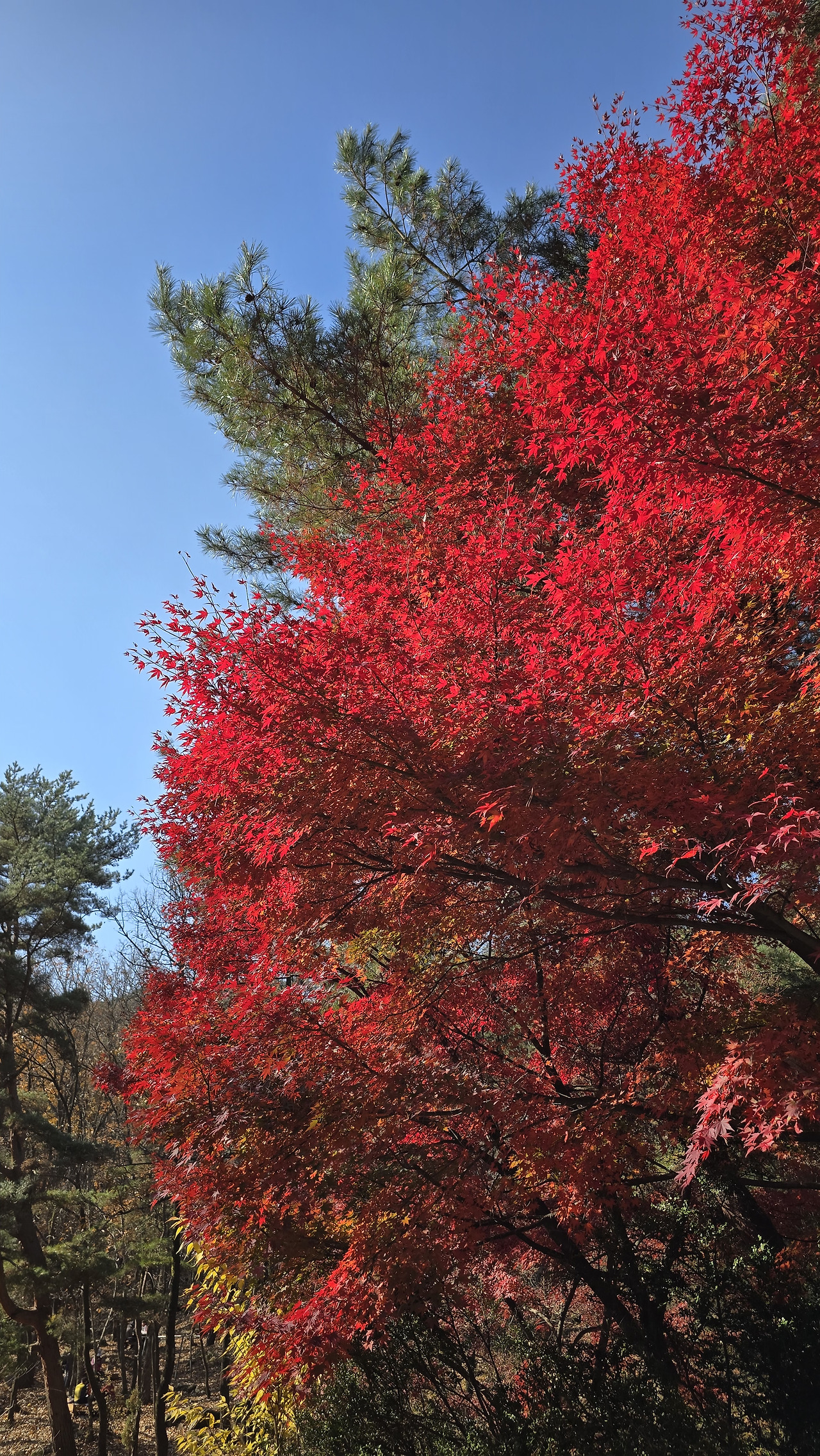 평범함을 꿈꾸다