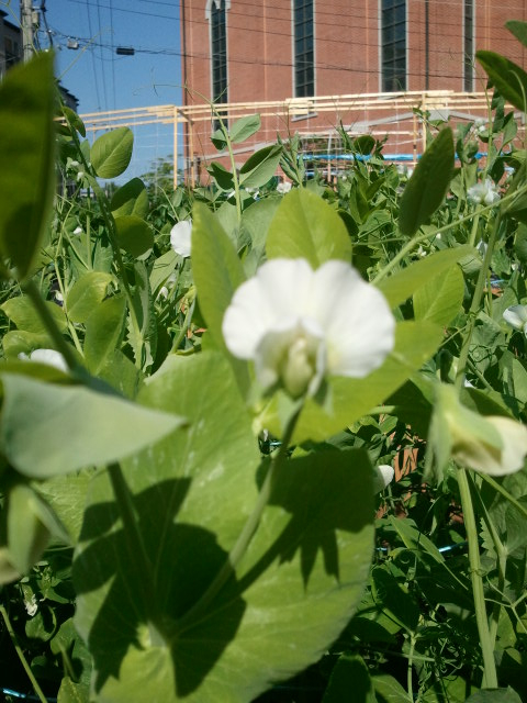 눈길 빨강머리는