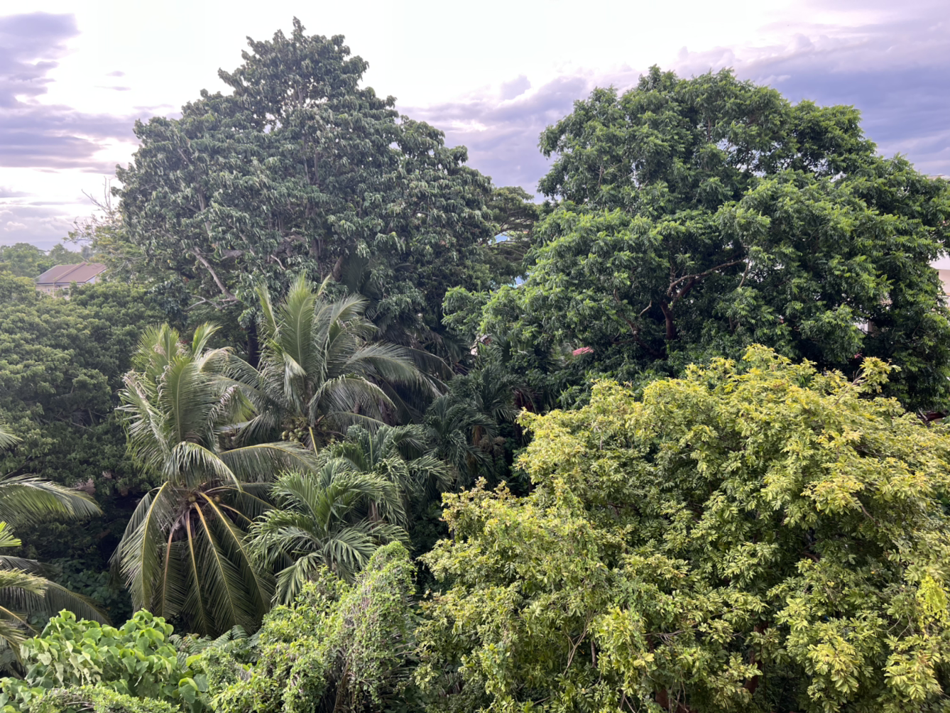 정글은 언제나 흐림뒤맑음