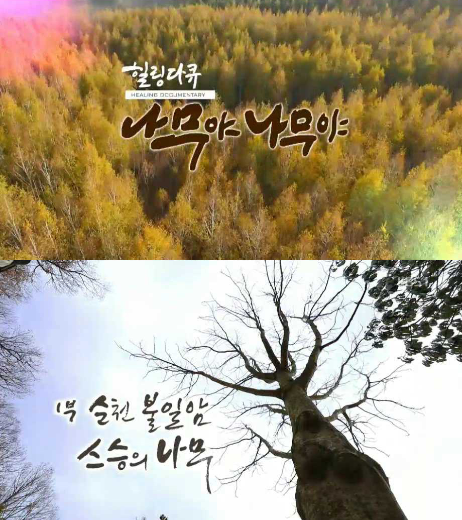 #24 설특집 '나무야 나무야' 시즌3