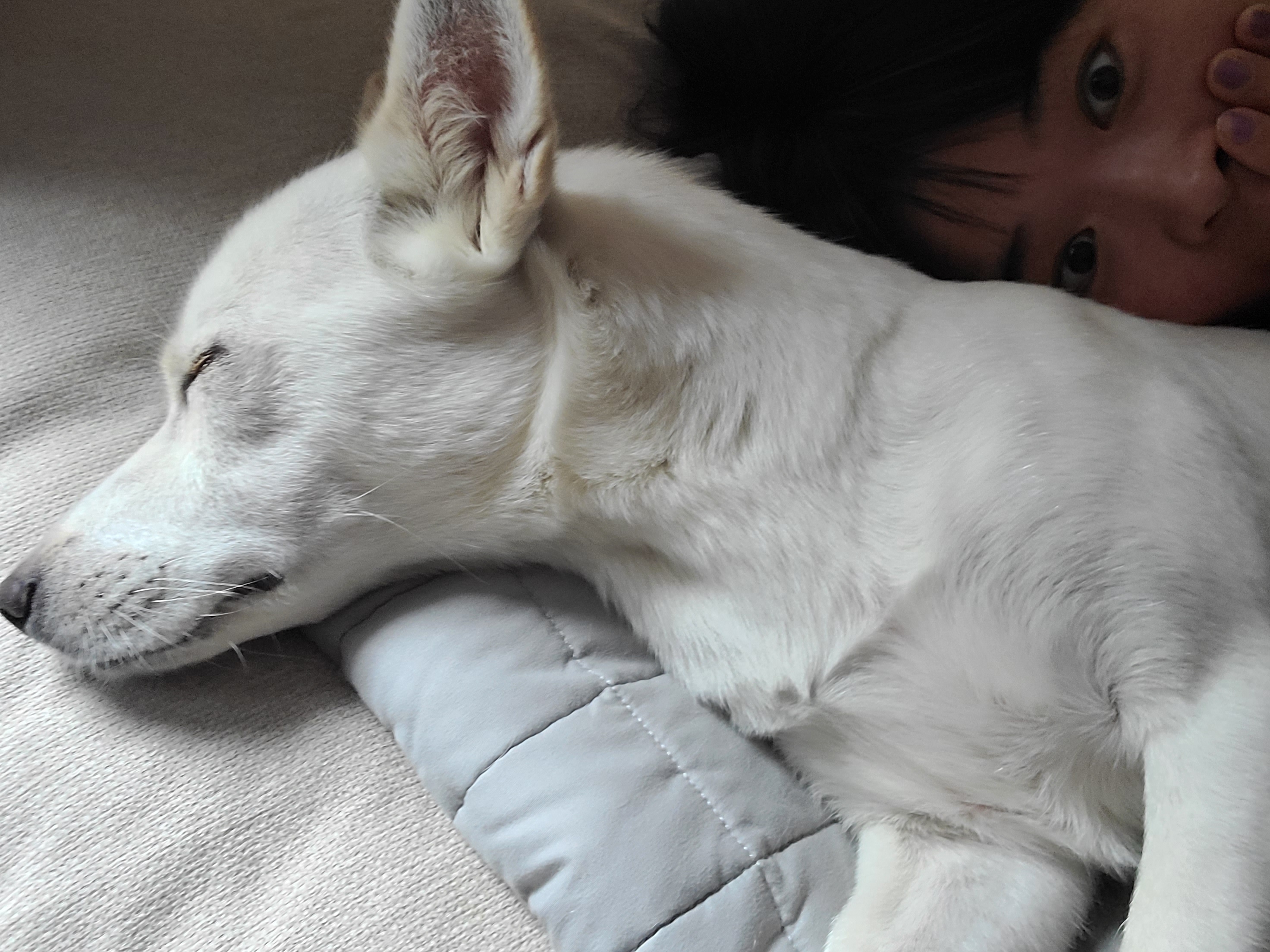 나른한 베로니카