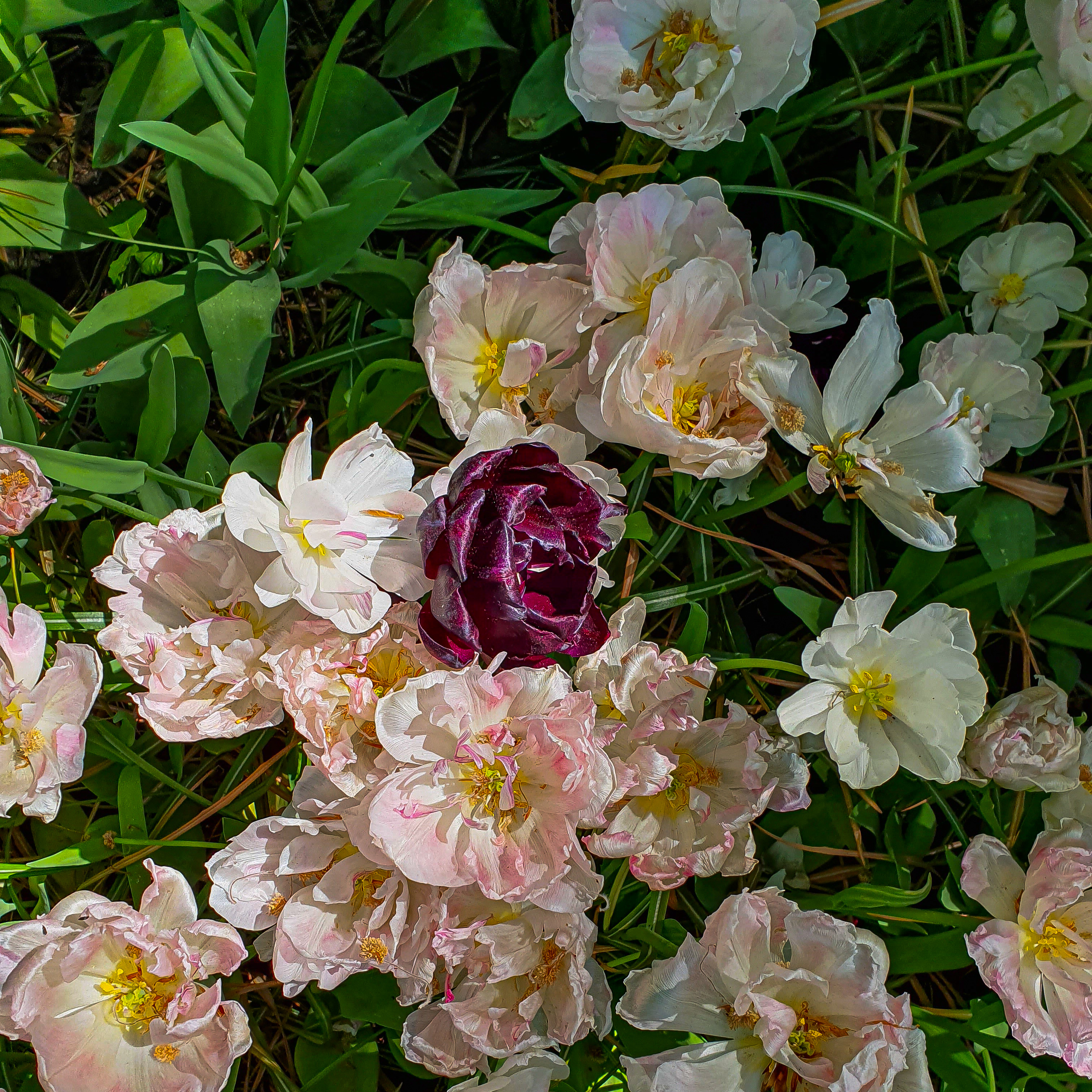 평생소원이누룽지