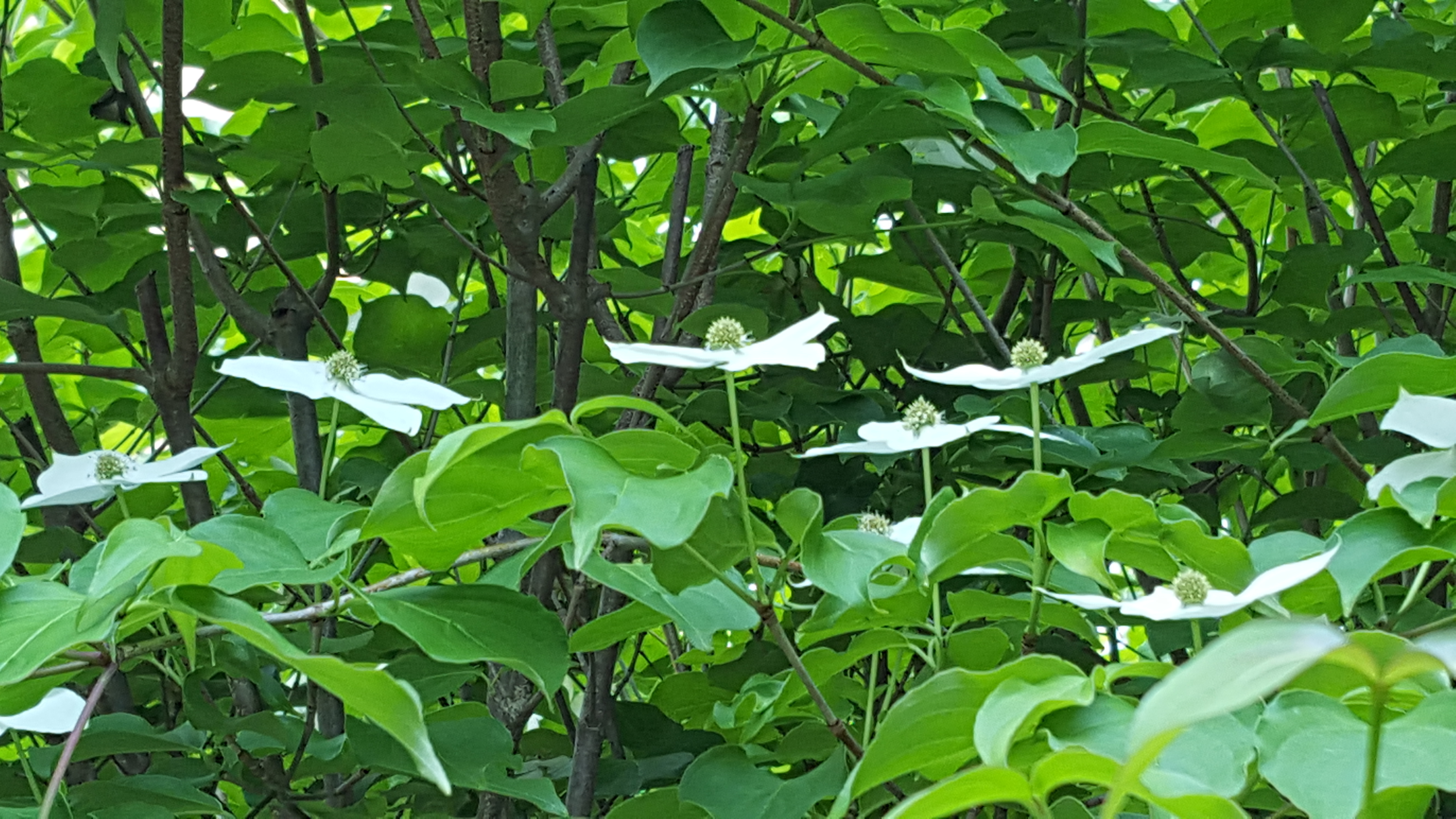 산딸나무 꽃처럼 싱그런 나뭇잎 위에 쉬고 싶은 금...