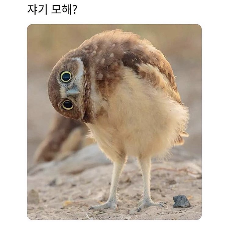 분홍똥꼬