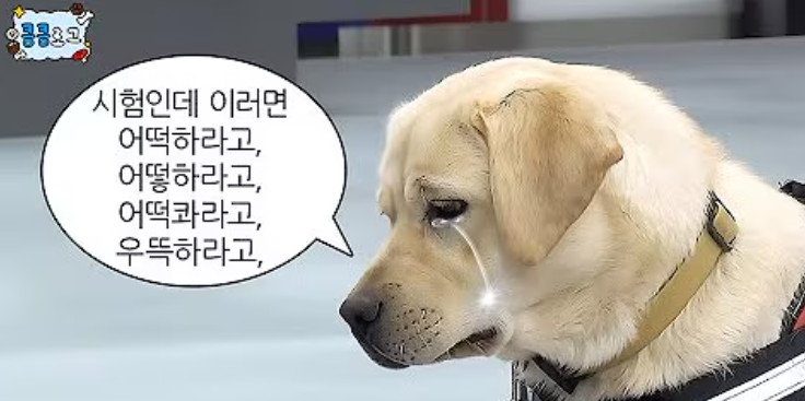<출처: 관세청 유튜브>