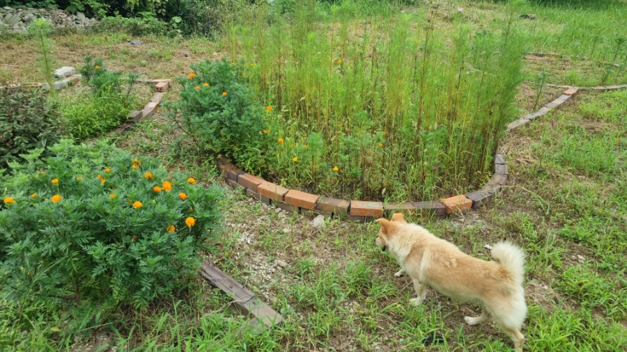 꽃길따라농장 이미지