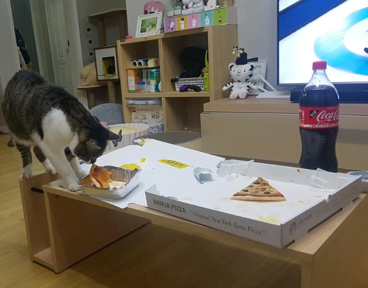 올림픽 티켓과 컬링 수호랑을 놓친 나