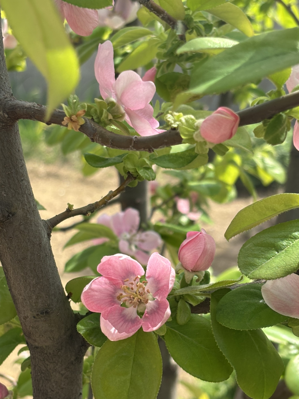 모과꽃이피었다