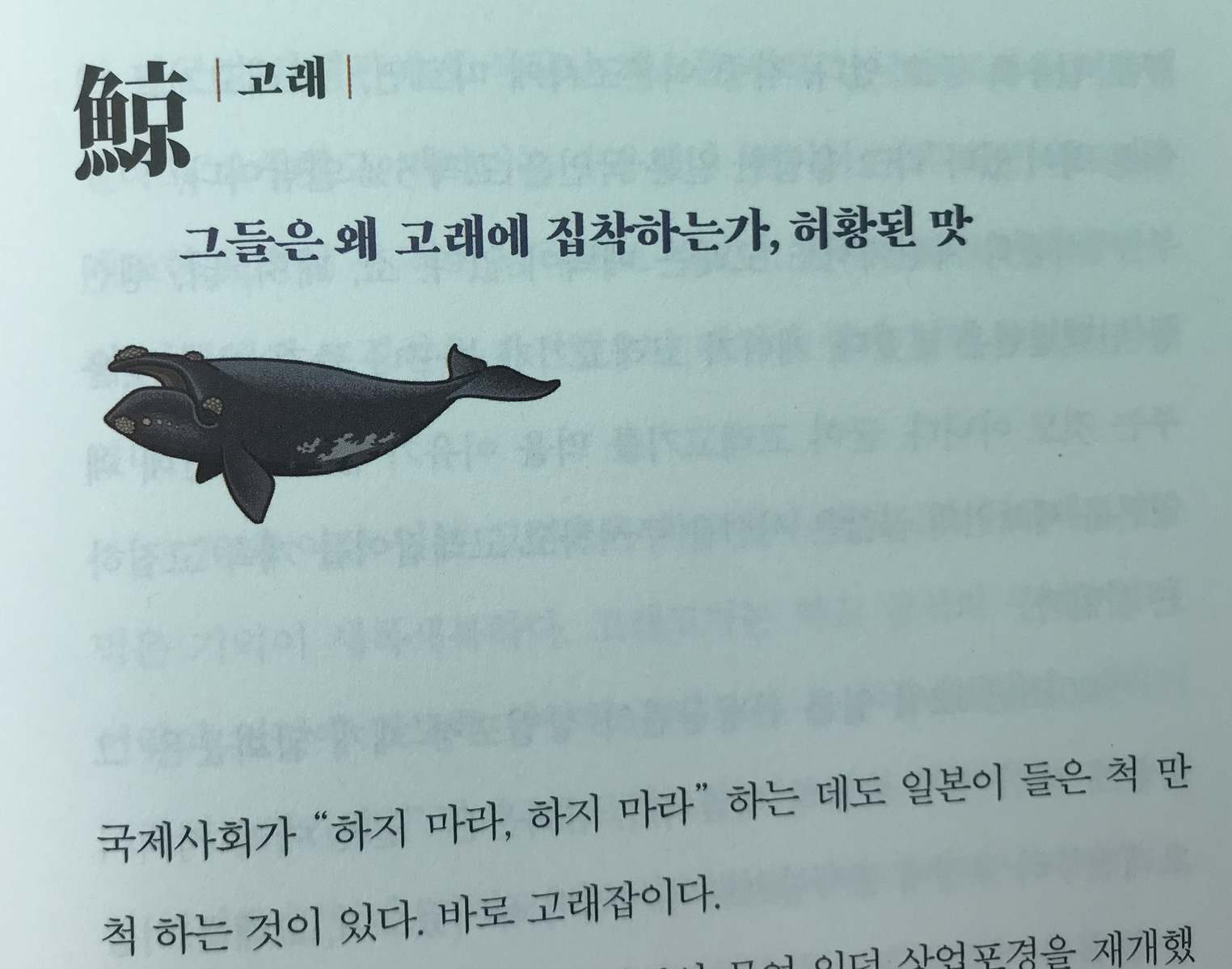 사카나 이미지