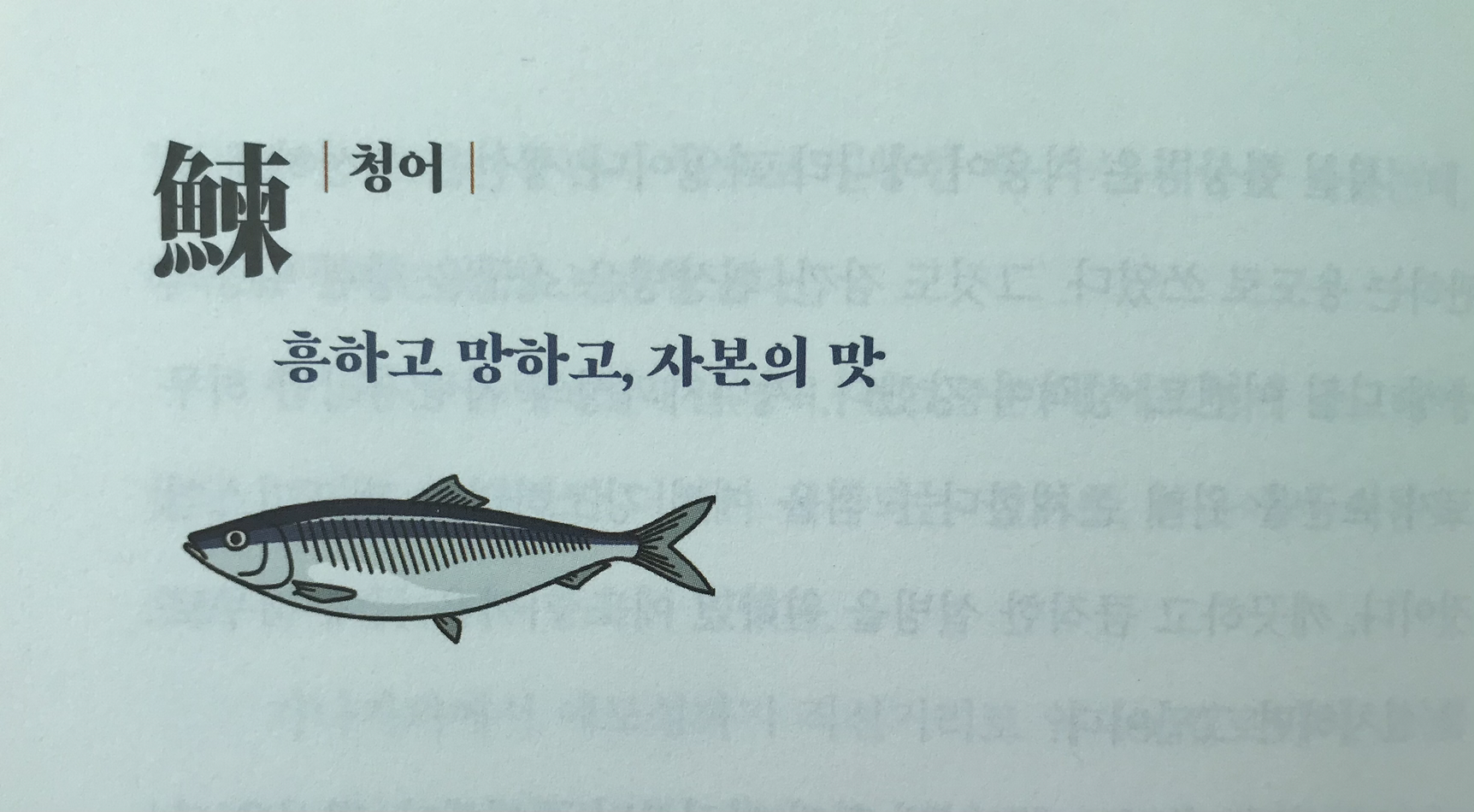 사카나 이미지