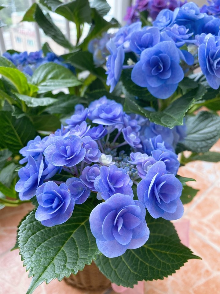 자다깬보노보노