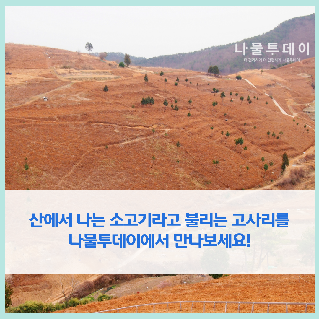 고사리협동조합 이미지