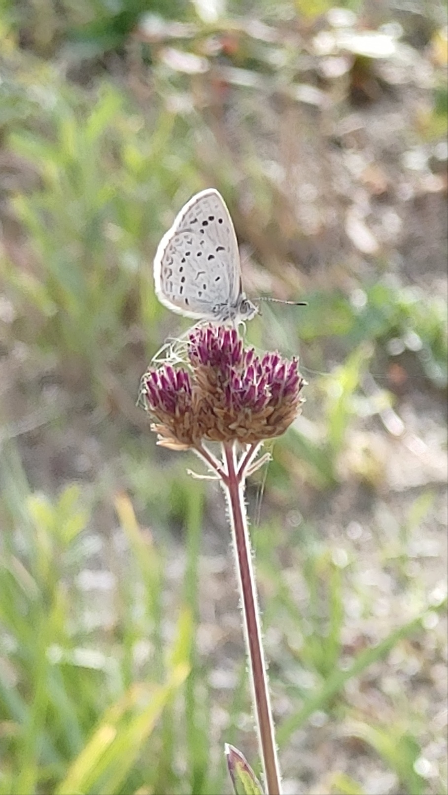 오버더레인보우
