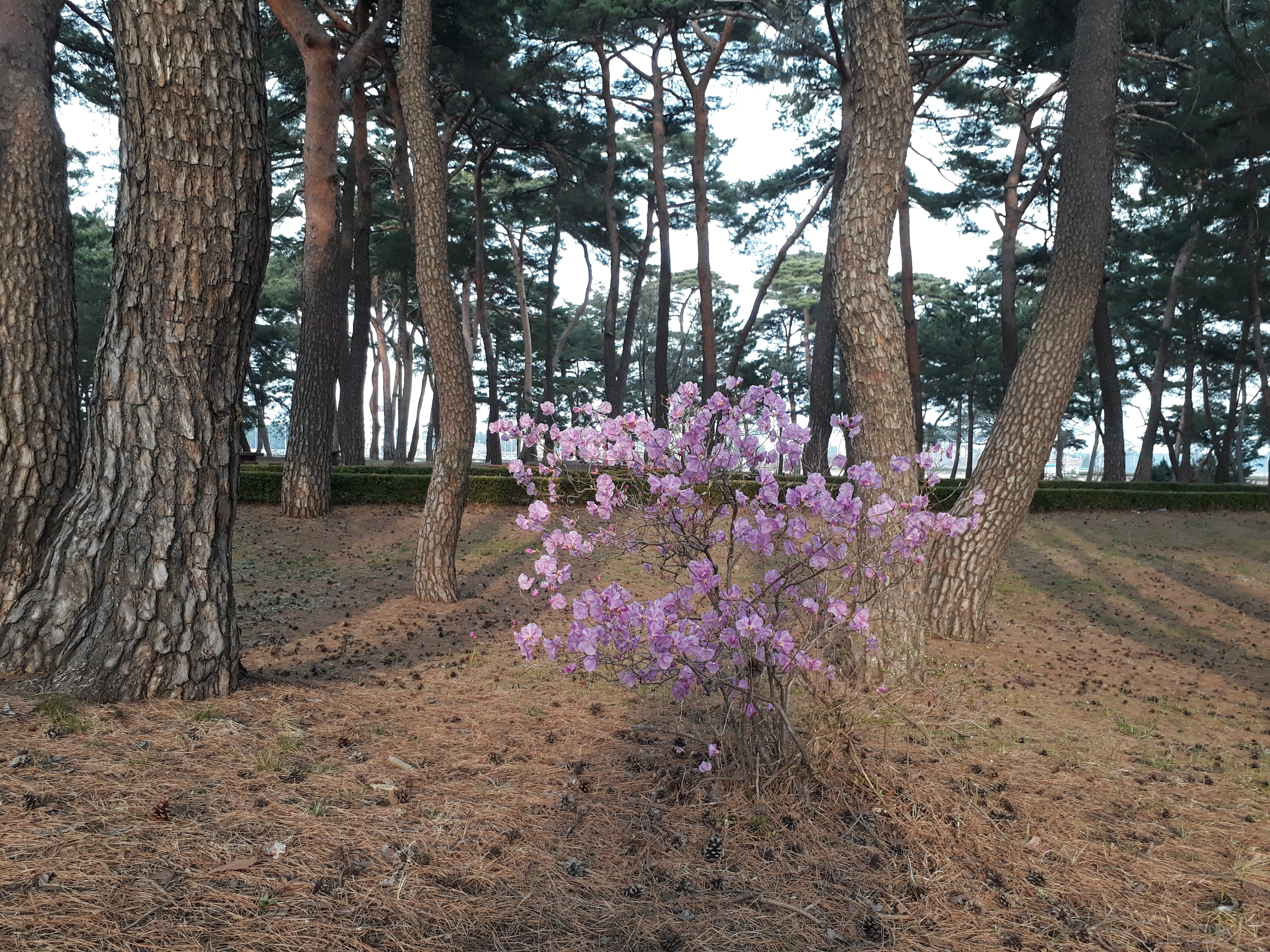 내려갈 때 보았네 올라갈 때 보지 못한 그 꽃 - --...