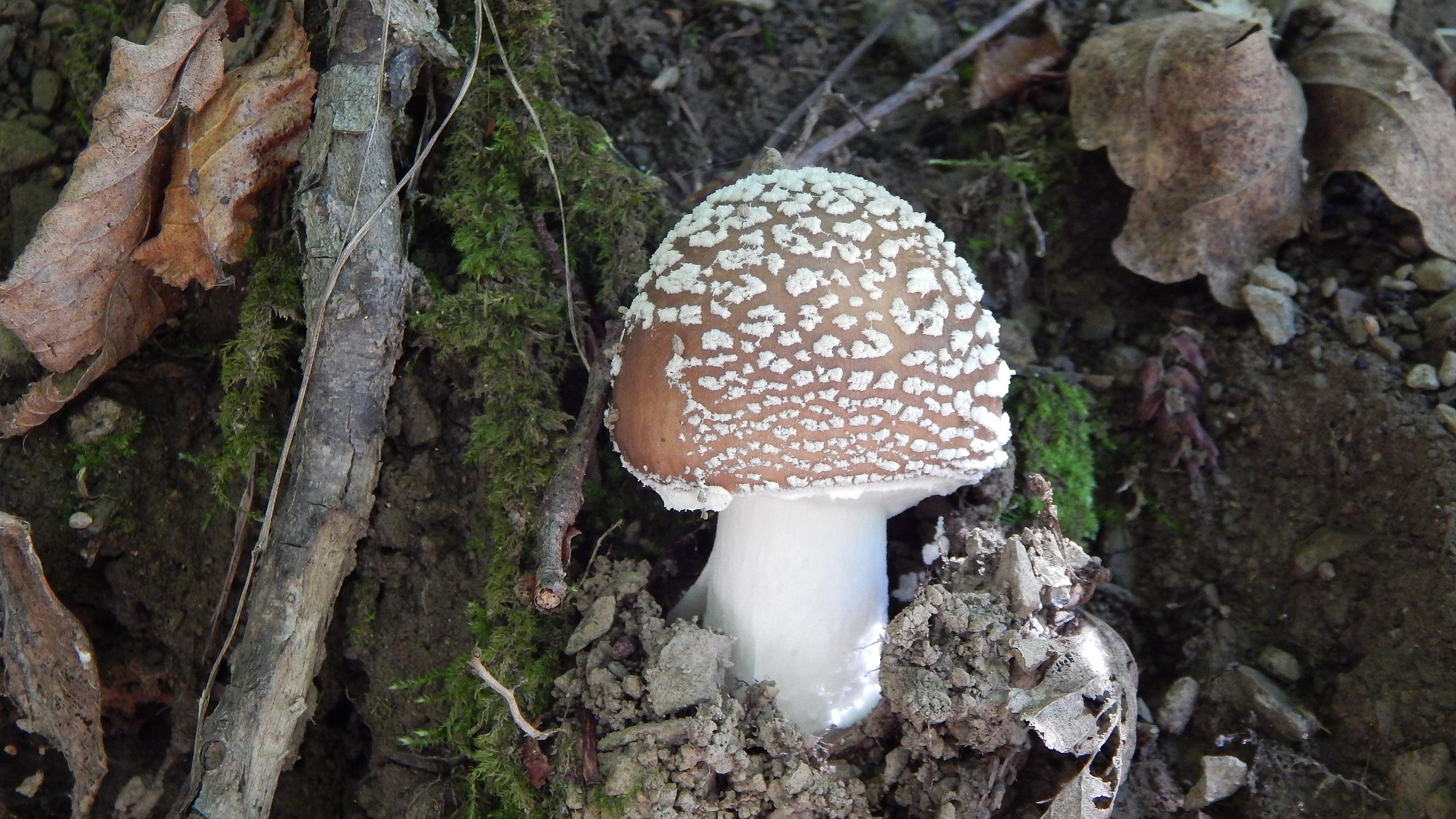 Amanita pantherina