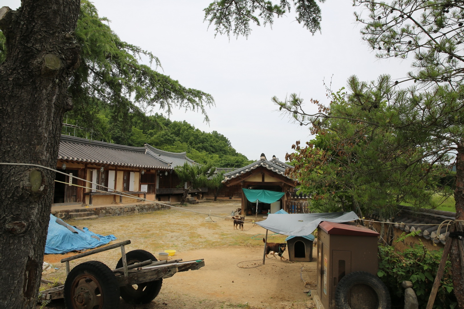 밤에 피는 꽃