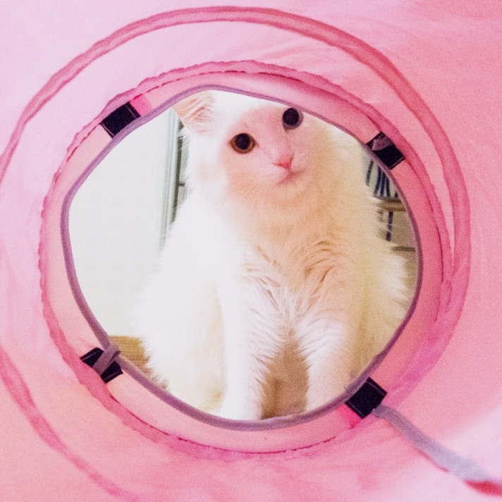 H더하기S더하기HS