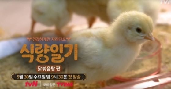 소와양 이미지