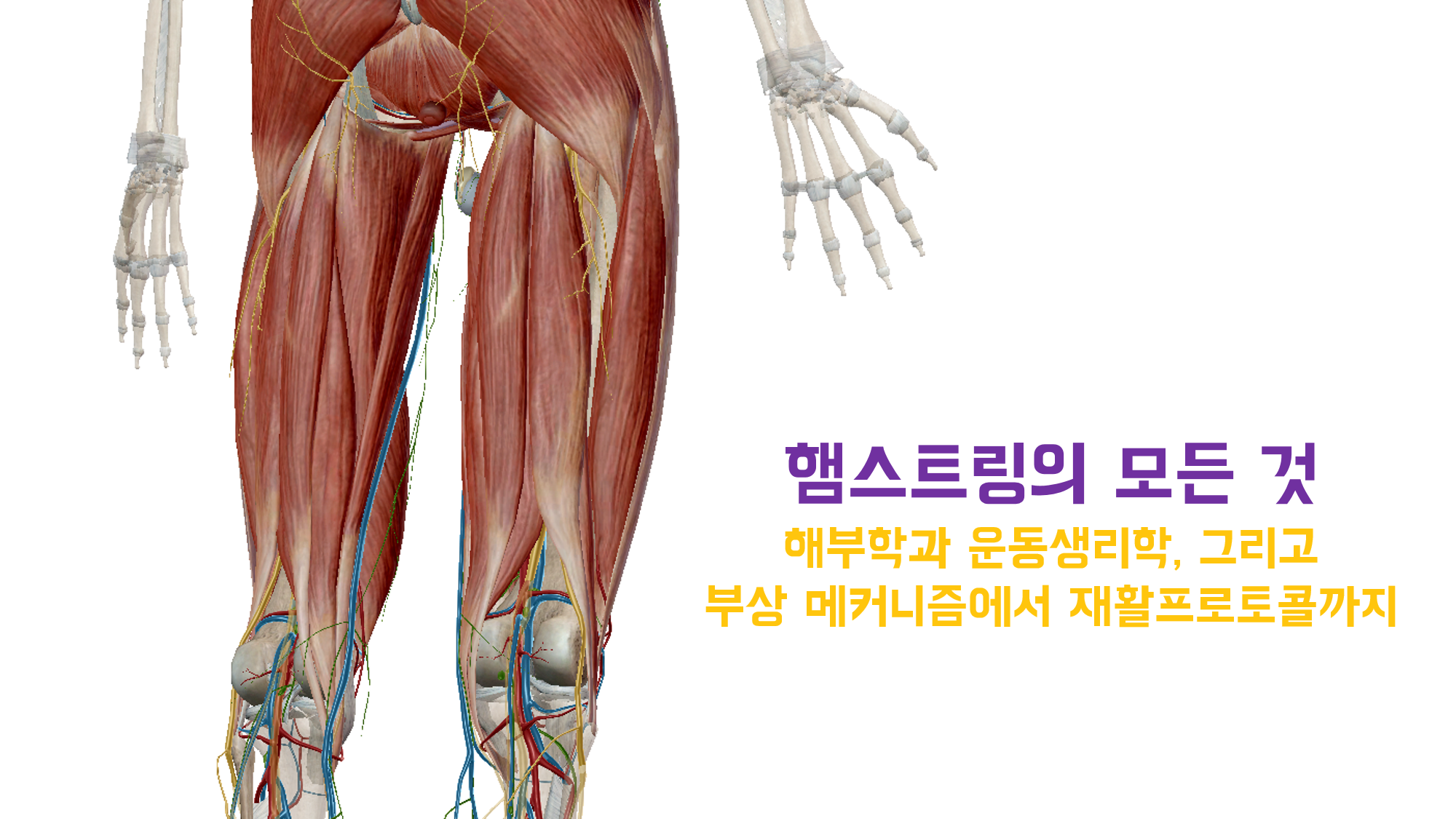 햄스트링의 모든 것