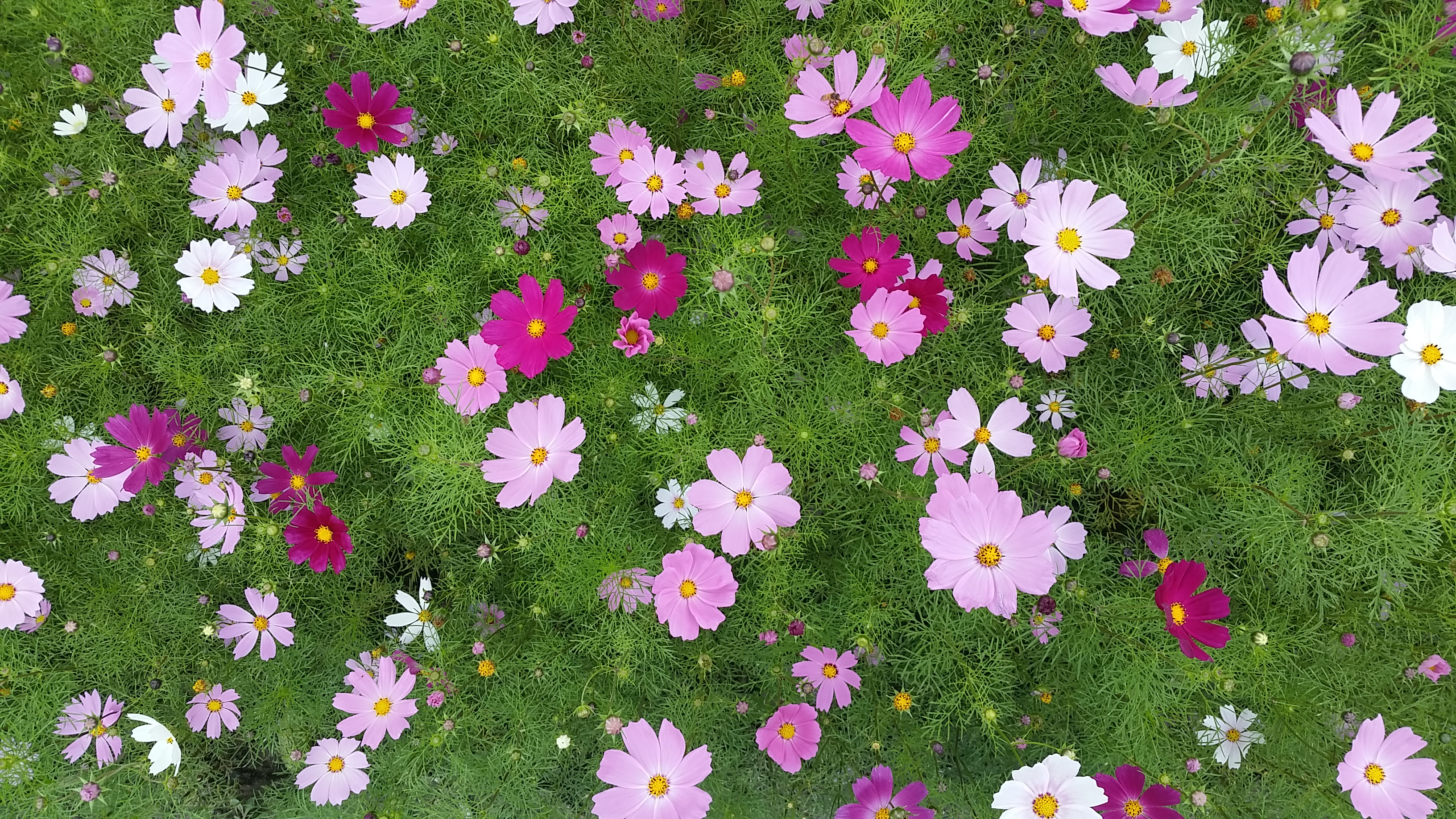 집중되지않은조화