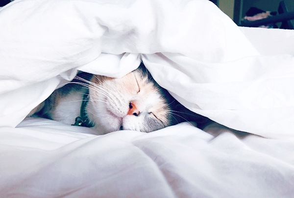 달타냥 이미지