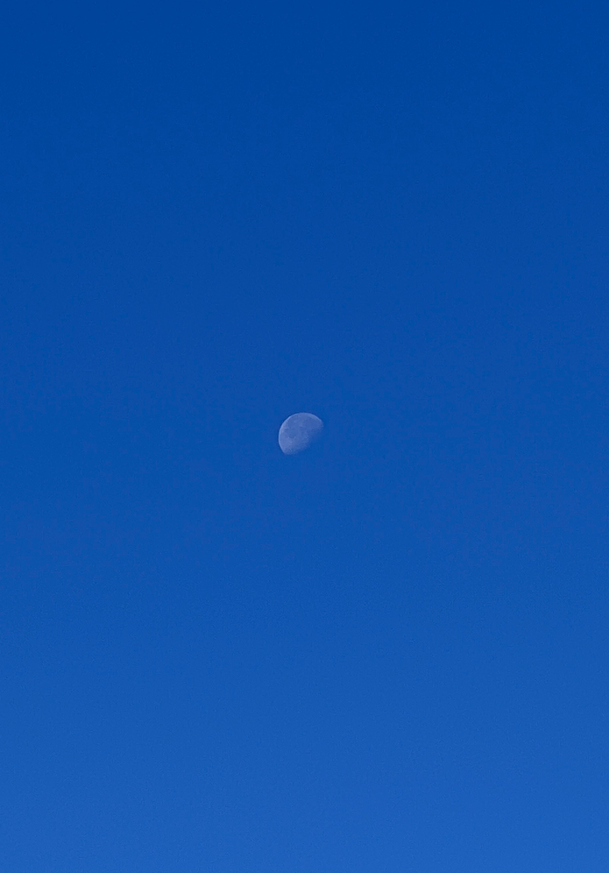 우기아니고욱이