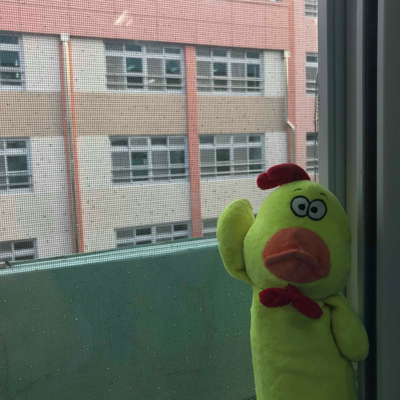 꼬끼오새끼의 일생