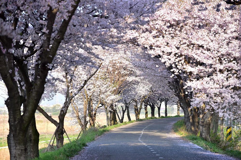 완주 벚꽃길 투탑! 송광사 벚꽃길, 완주만경강 뚝방길 완주 벚꽃길 투탑! 송광사 벚꽃길, 완주만경강 뚝방길 