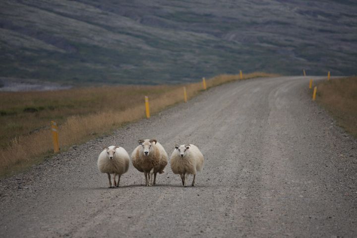 부지런한 베짱이