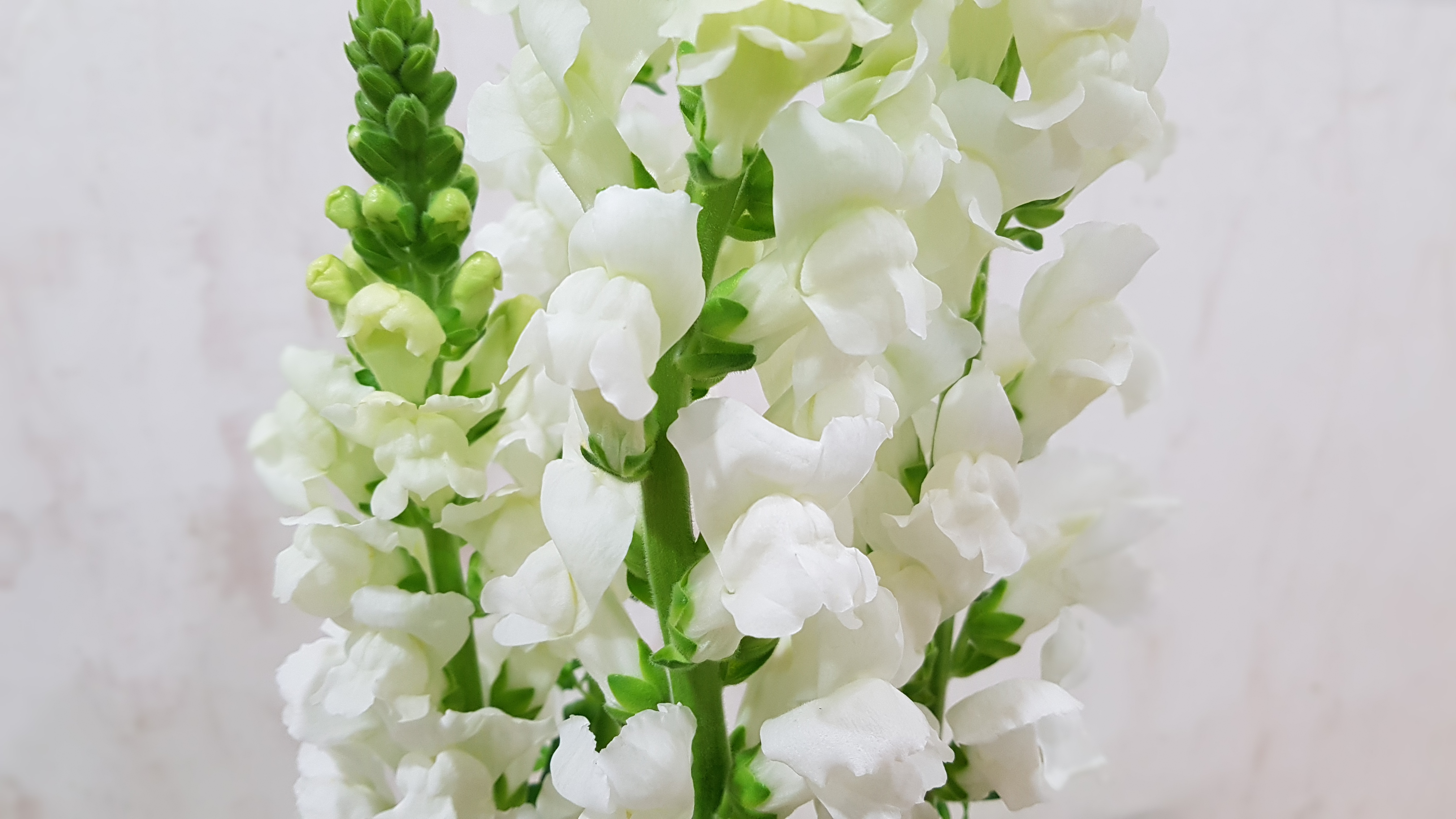 포천이동갈비직판장