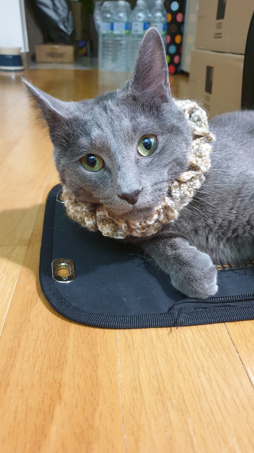 아침형 고양이의 저녁형 집사