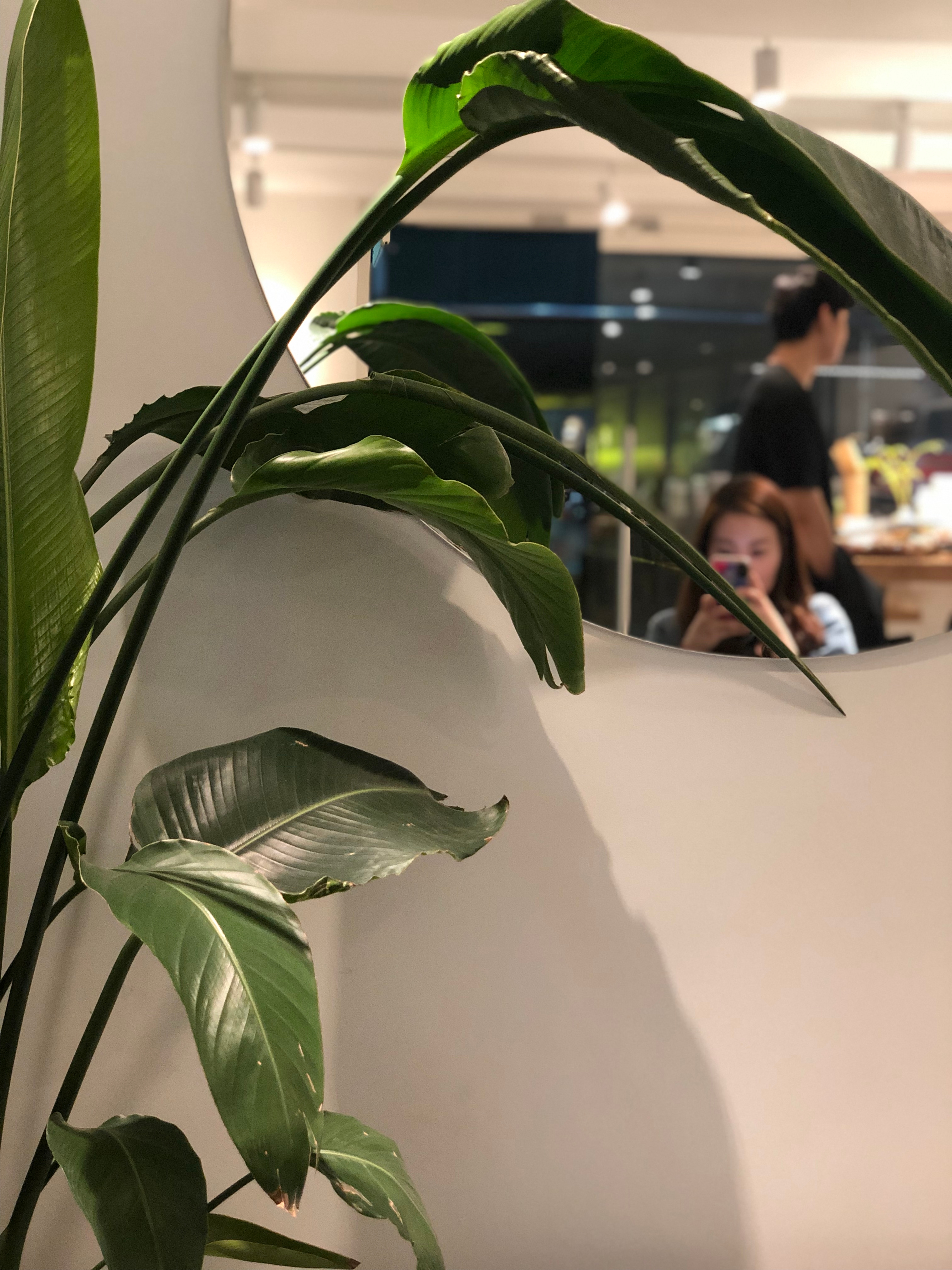 현실적 낭만주의자