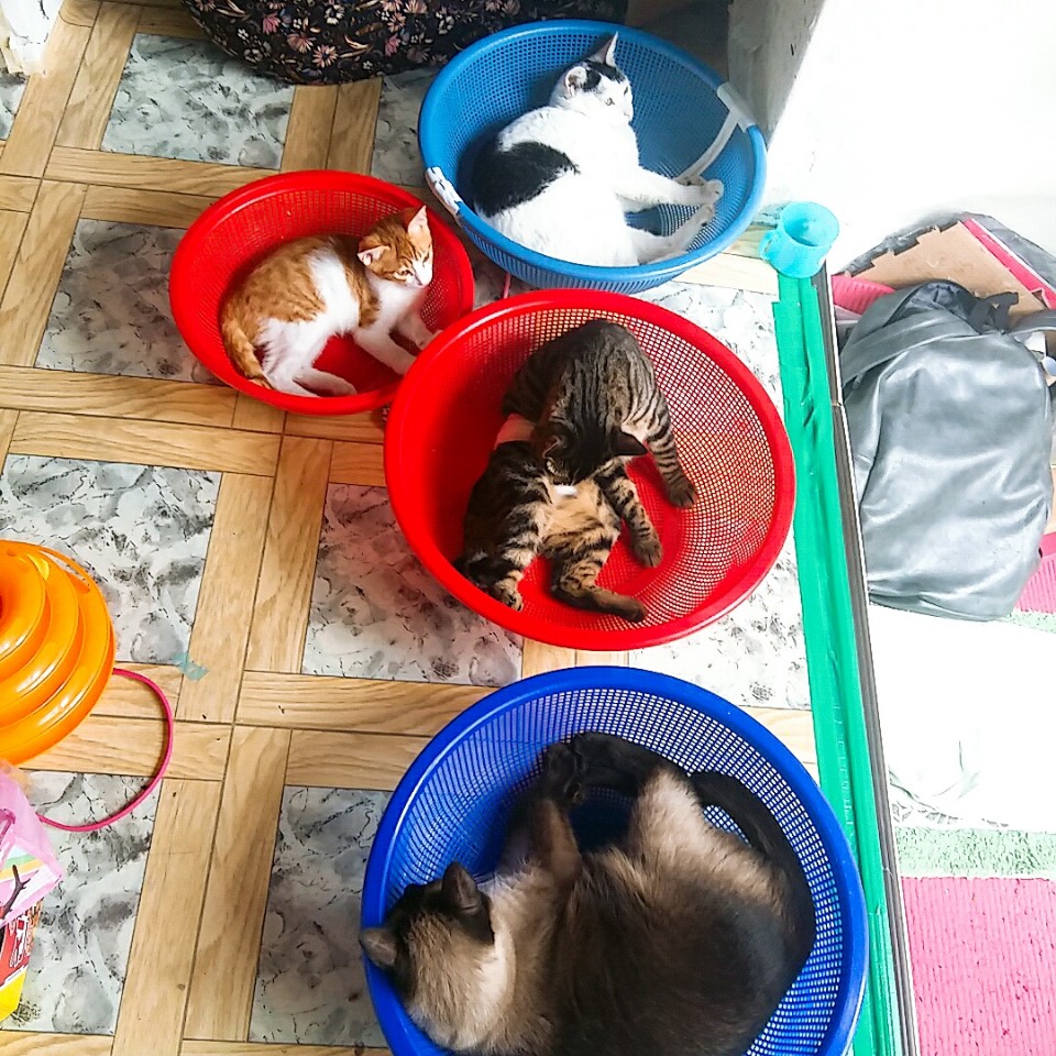 동네고양이 이미지