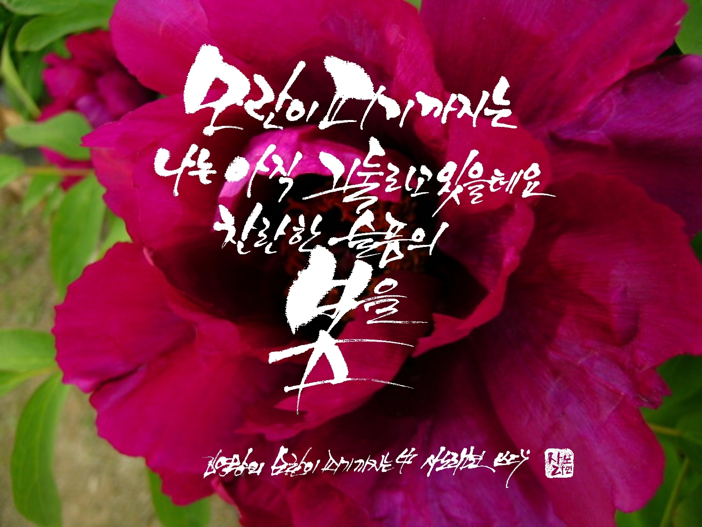 모란이 피기까지는 - 김영랑 모란이 피기까지는 - 김영랑 