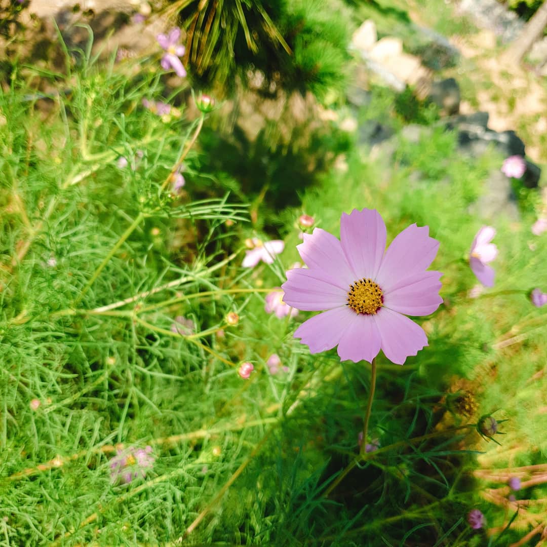 알프스소녀 하이롱